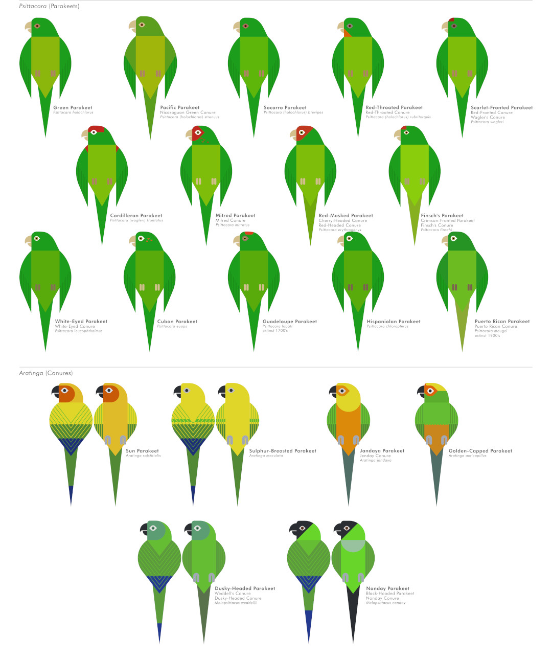 scott partridge - ave - avian vector encyclopedia - parrots - vector ...