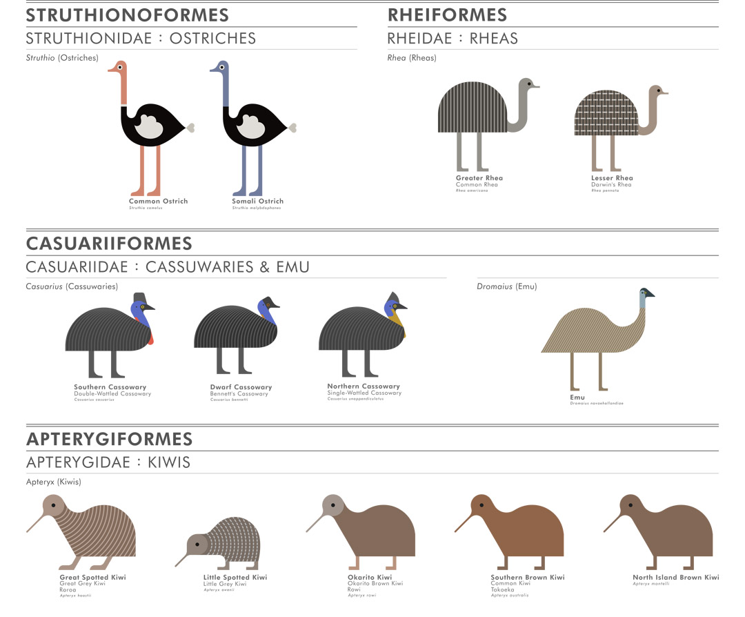 scott partridge - ave - avian vector encyclopedia - ratites 1