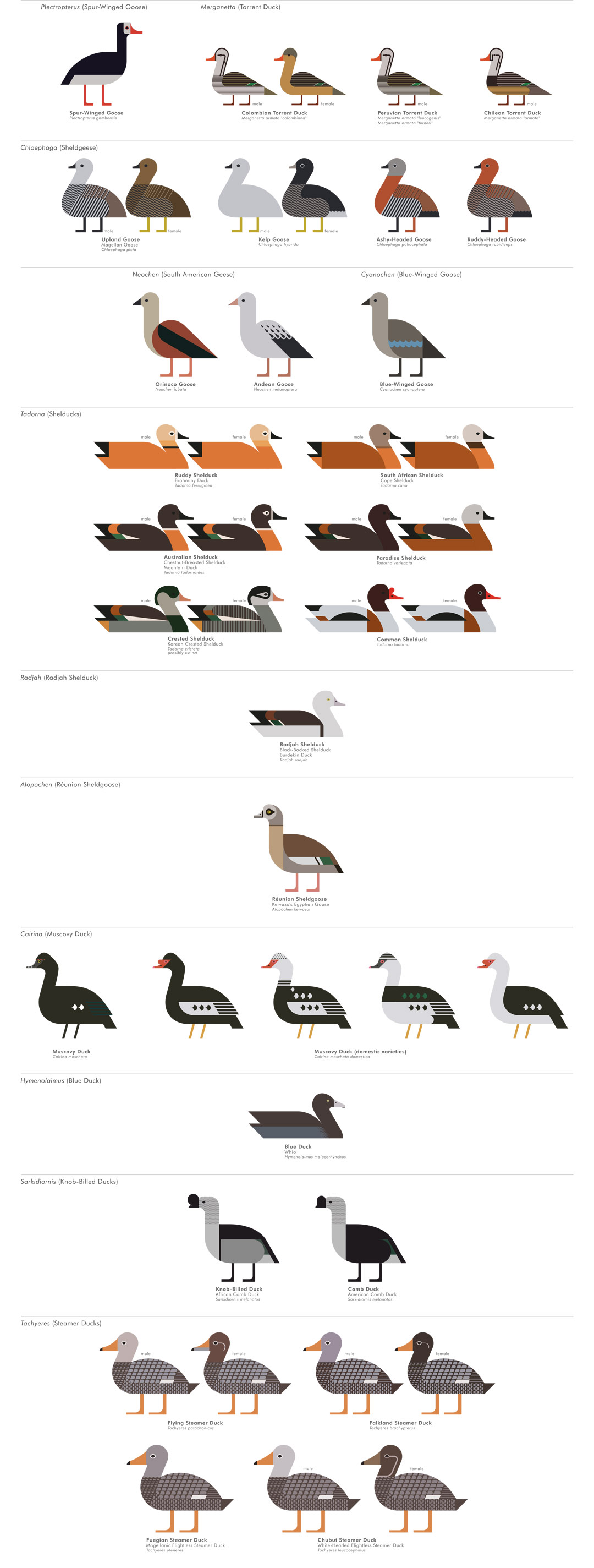 scott partridge - ave - avian vector encyclopedia - shelducks - bird ...