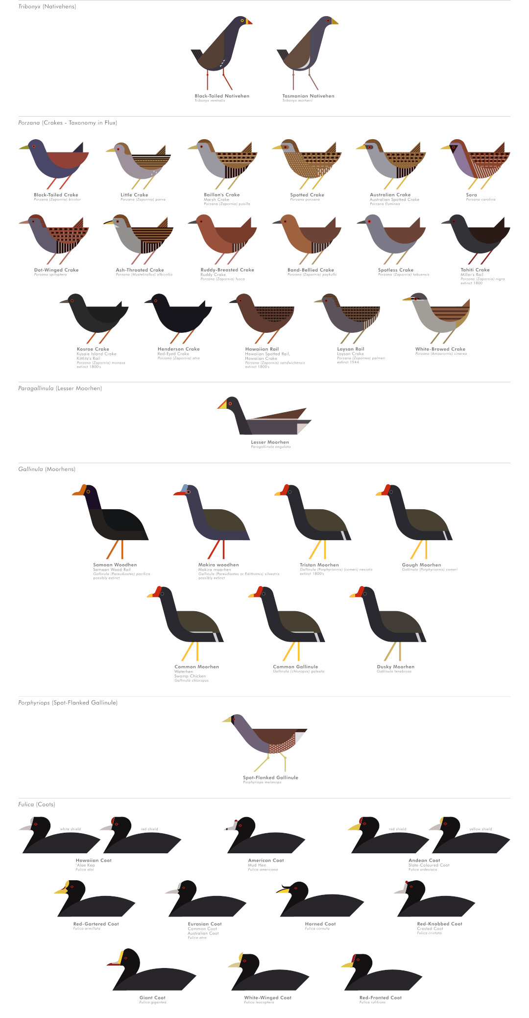 scott partridge - ave - avian vector encyclopedia - moorhens and coots ...