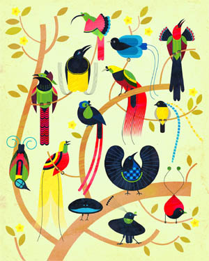 birds of paradise - scott partridge - illustration