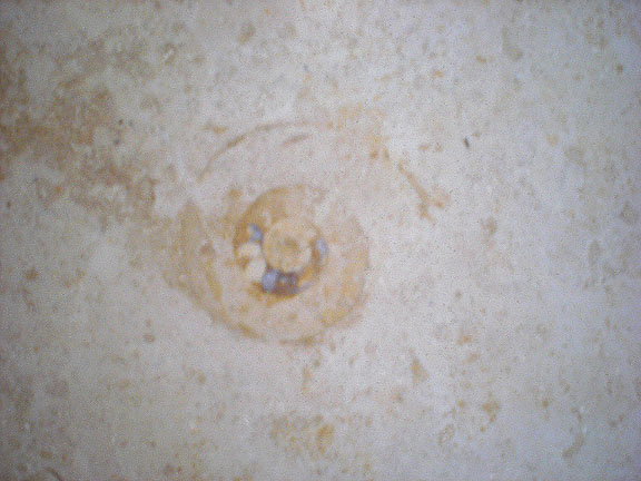 fossil charlotte nc