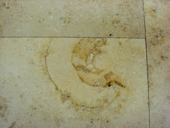 fossil charlotte nc
