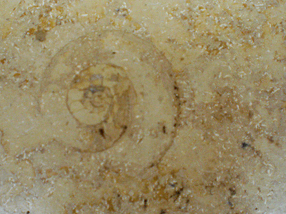 fossil charlotte nc