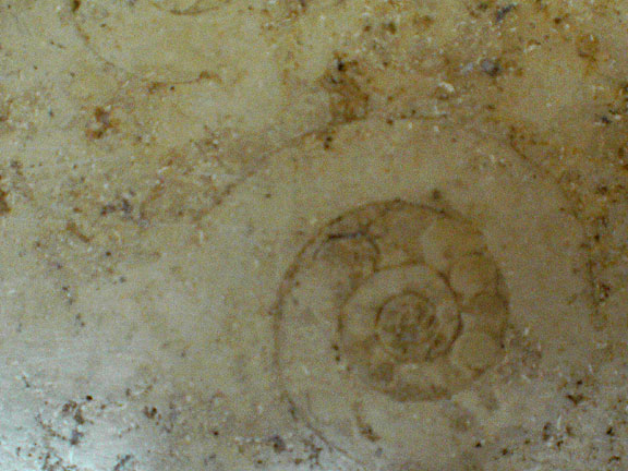 fossil charlotte nc