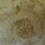 fossil charlotte nc