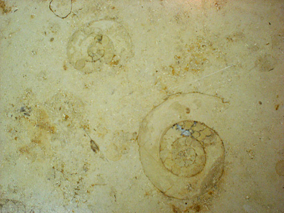 fossil charlotte nc