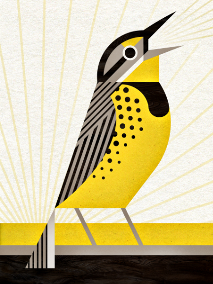 scott partridge - bird genoscape project - Eastern Meadowlark