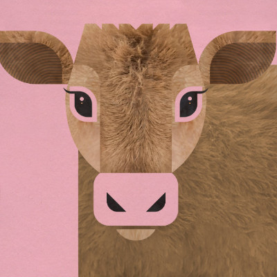 Scott Partridge - mini highland cow - illustration