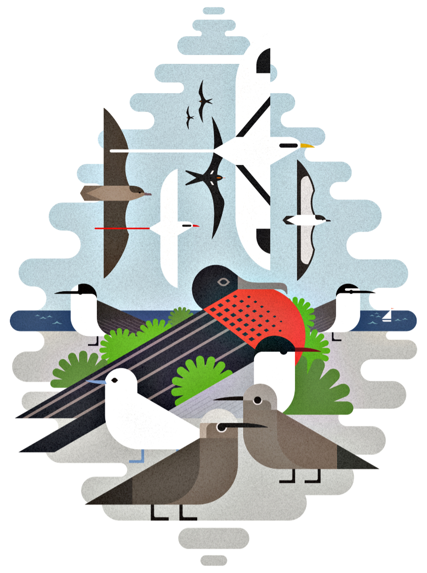 Scott Partridge - Illustration - Seychelles Seabirds